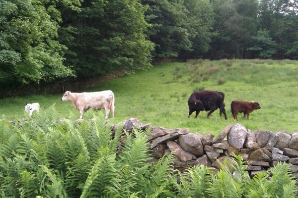 Galloway Calves at Mansergh Hall Farm