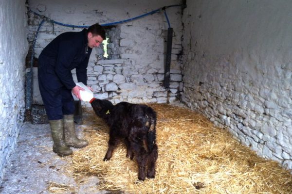 Galloway Calf hand fed at Mansergh Hall Farm
