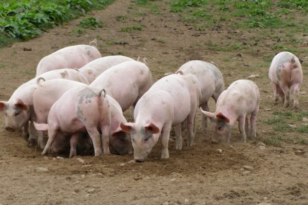 Pigs Grazing at Mansergh Hall Farm