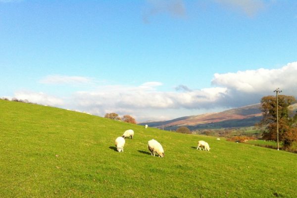 Sheep grazing at Mansergh Hall Farm